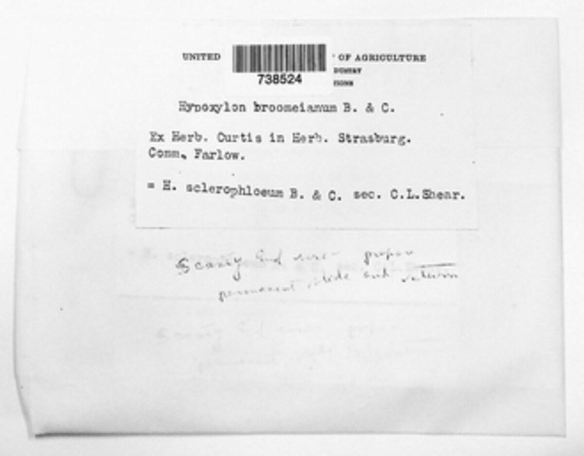 Camillea broomeana image